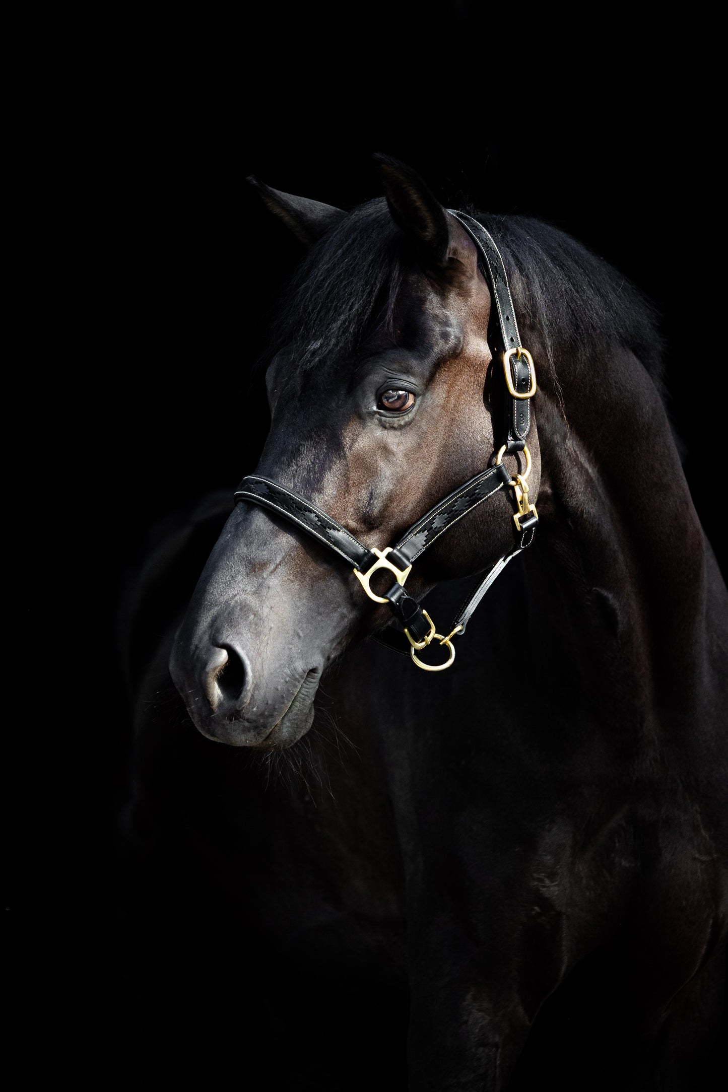 Leren Halster Polo Zwart