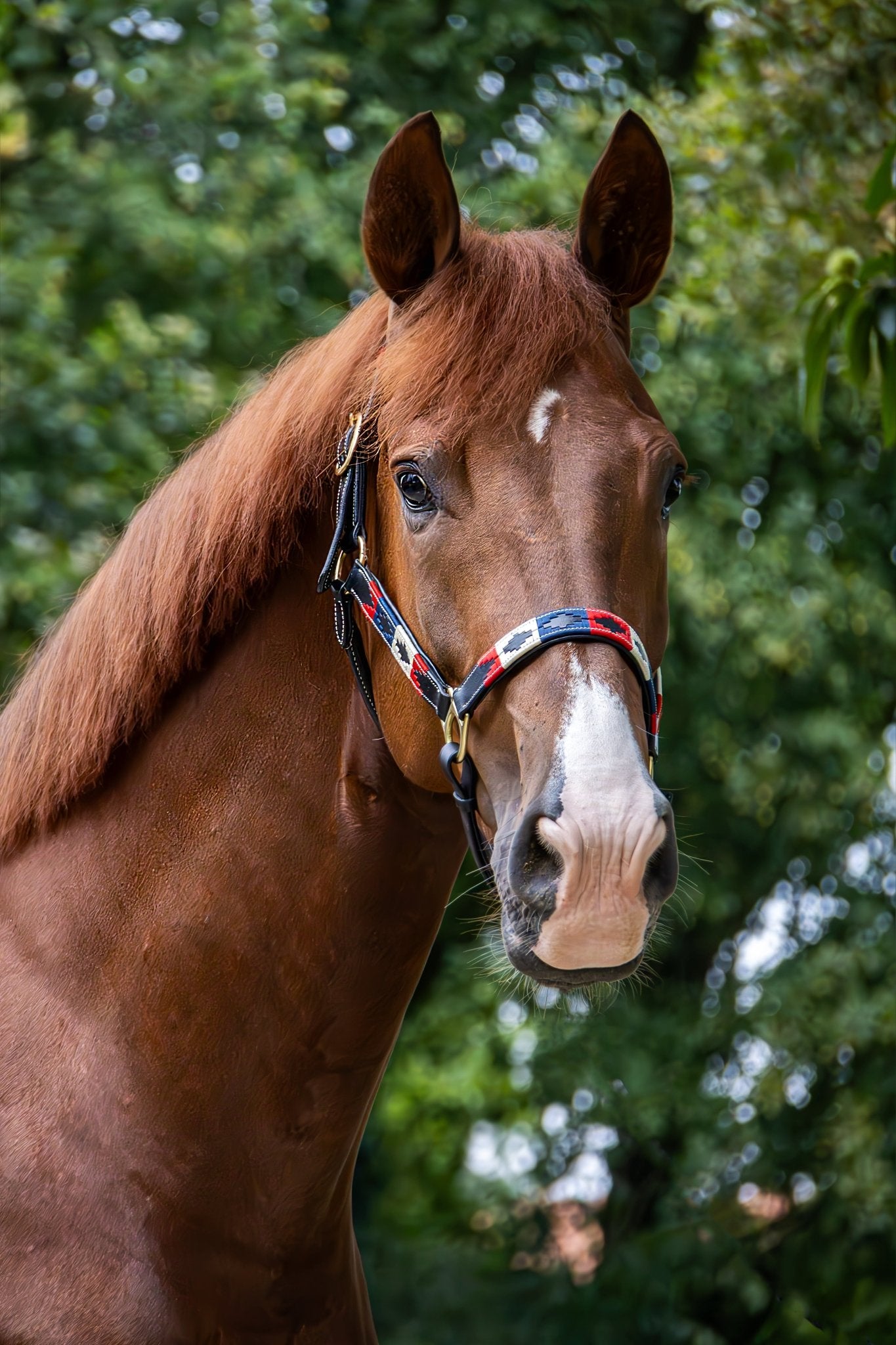 MTB Equestrian - Leren Halster Polo Rood wit blauw - Halster