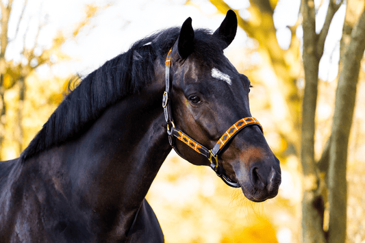 Maak deze Feestdagen Extra Speciaal - MTB Equestrian