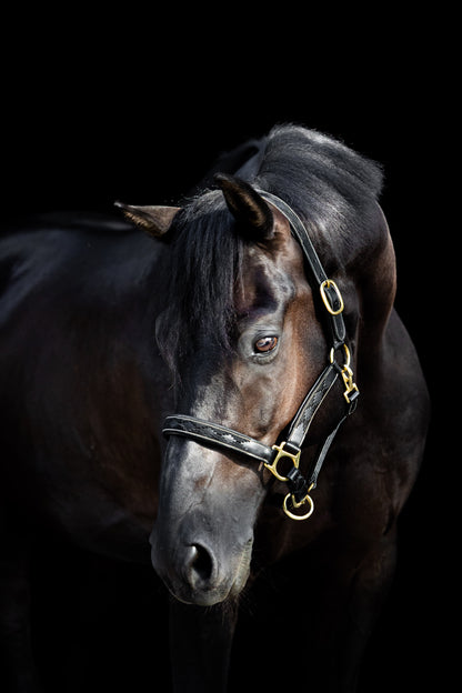 Leren Halster Polo Zwart
