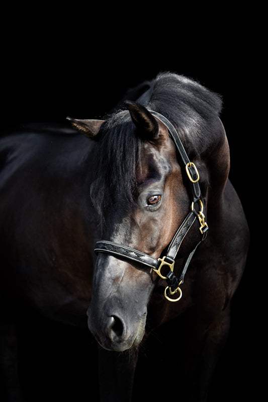 Leren Halster Polo Zwart