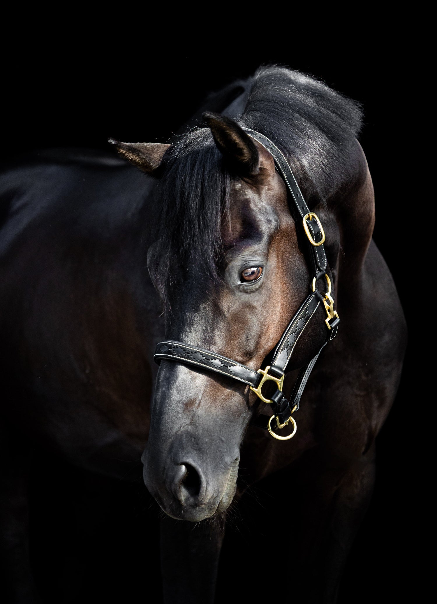 Leren comfortabel paarden halster