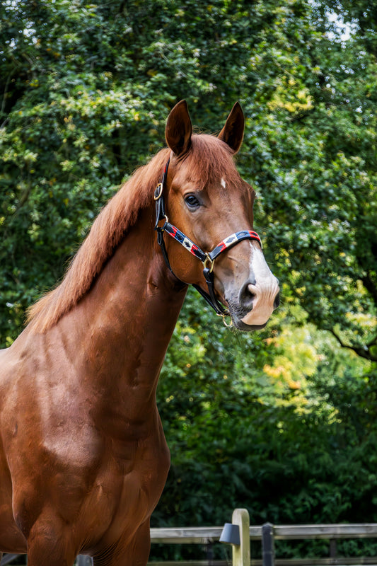 Luxe leren halster in rood wit blauw – comfortabel en stijlvol paardenhalster van topkwaliteit