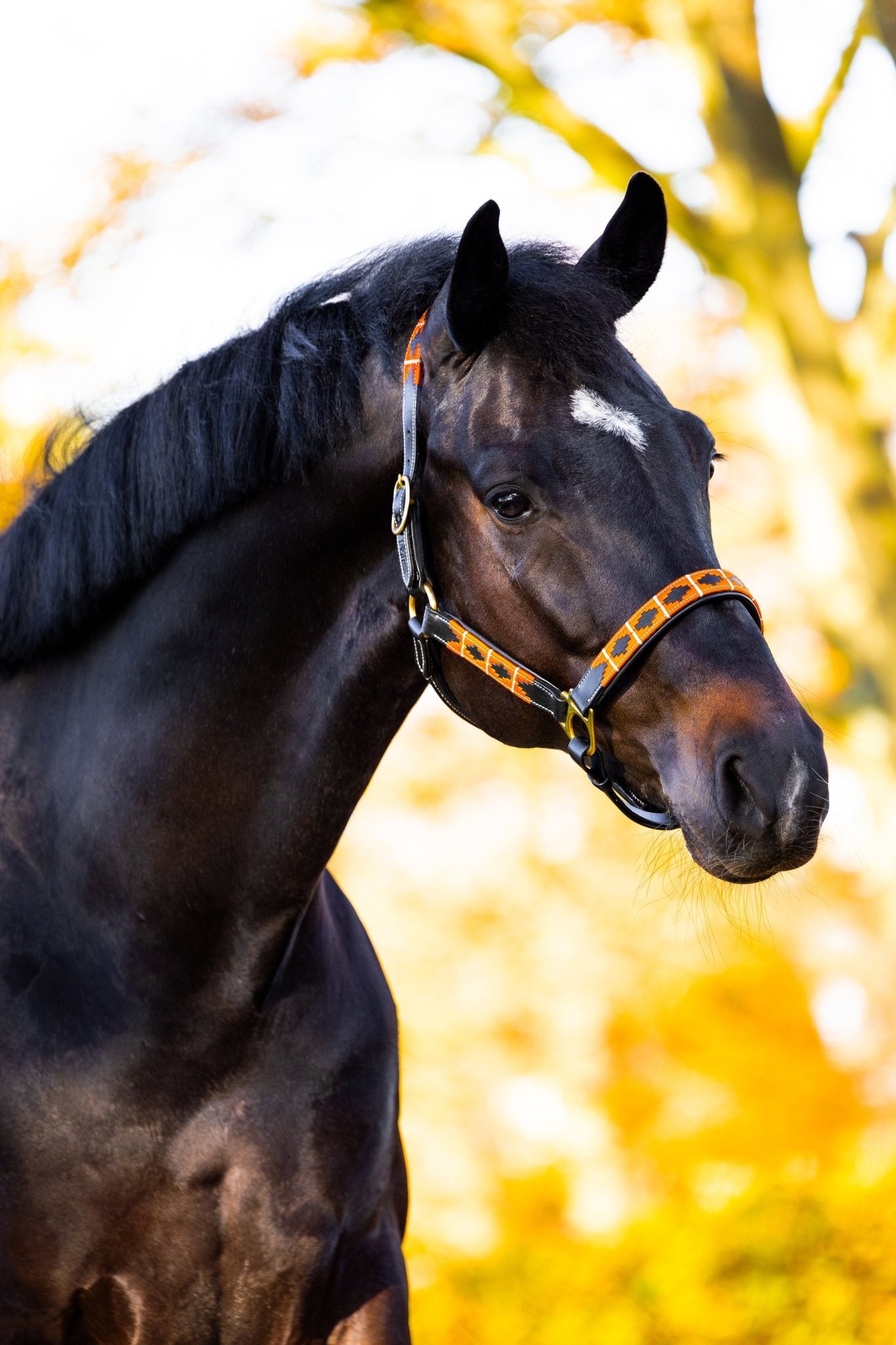 MTB Equestrian - Flaming Hot – Polo Halster - Halster